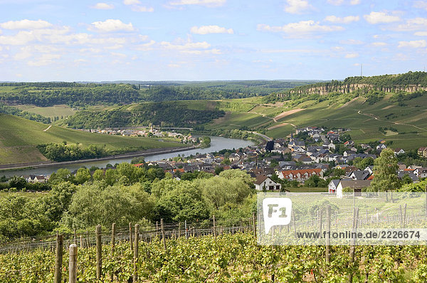 Weinberg mit Dorf und River im Hintergrund  Mosel  Nittel  Rheinland-Pfalz  Deutschland