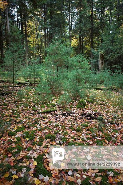 Neue Baum Wachstum in Clearing  Köche staatlichen Waldpark  westlichen Pennsylvania  USA