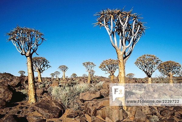 Erbeben Sie Baum (Aloe Dichotoma) in der Nähe von Keetmanshoop. Namibia