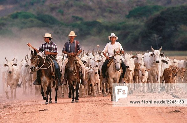 Indische Cowboys Landwirtschaft Nelores Rinder. Hato Pinero  Los Llanos  Venezuela