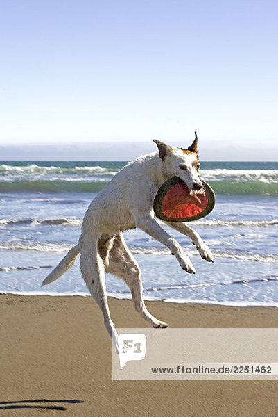Hund springt, ein Frisbee am Strand zu fangen
