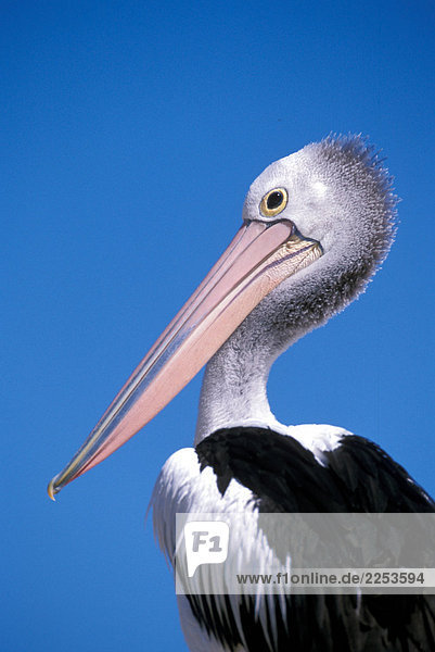Pelican close up (Pelecanus Occidentalis)