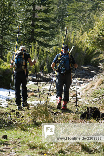 Hikers carrying backpacks and skis  walking in wilderness  rear view