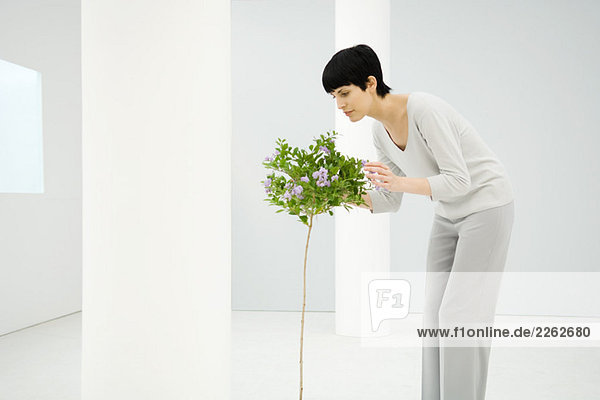 Frau drinnen  sich bücken  riechender blühender Baum  Seitenansicht