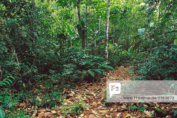 Strecke in der Karibik Regenwald  Nationalpark Tortuguero. Costa Rica
