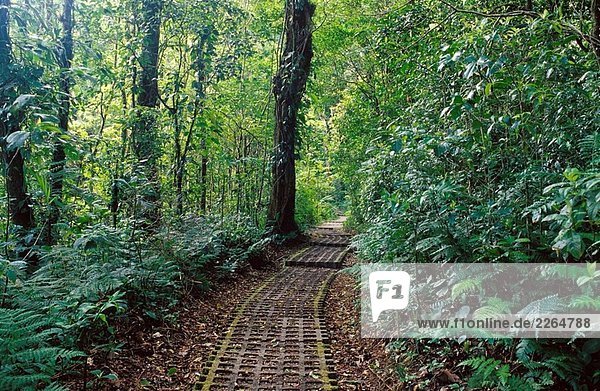 Strecke in Monteverde Nebelwald Reservat. Tilaran Berge  Costa Rica