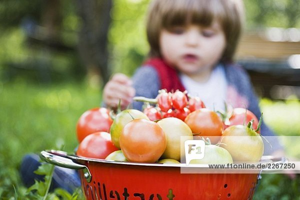 Verschiedene Tomaten im Sieb  im Hintergrund kleines Mädchen