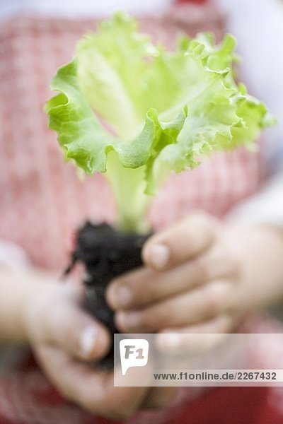 Child holding lettuce plant