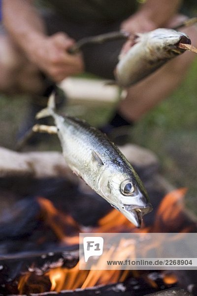 Fische auf Lagerfeuer grillen
