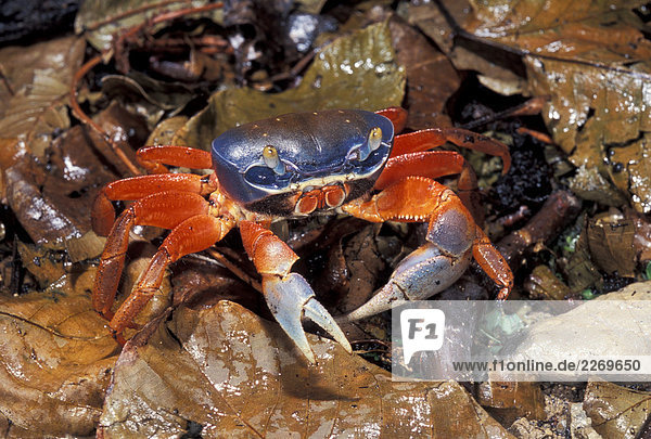 Harlequin crab - Cardiosoma armatum  on rainforest floor  Nigeria