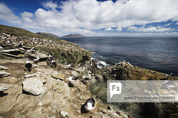 Falkland-Inseln. Saunders Island. Nordküste  das Rookery. Albatross Küchlein (Diomedea Melanophris)