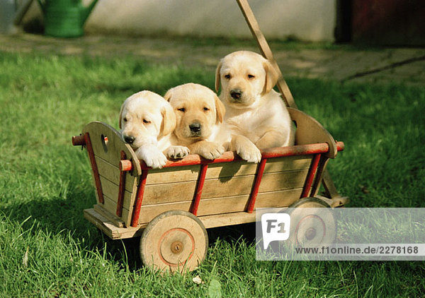 Three puppies in a cart