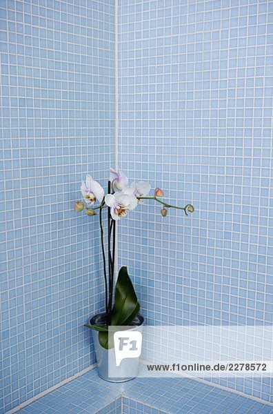 Eine Pflanze in einem blau gefliesten Bad
