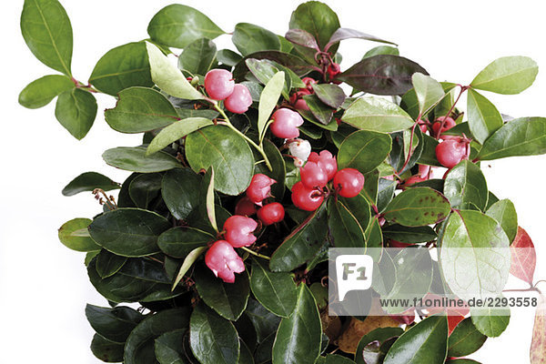 Teeblätter (Gaultheria procumbens  Nahaufnahme)