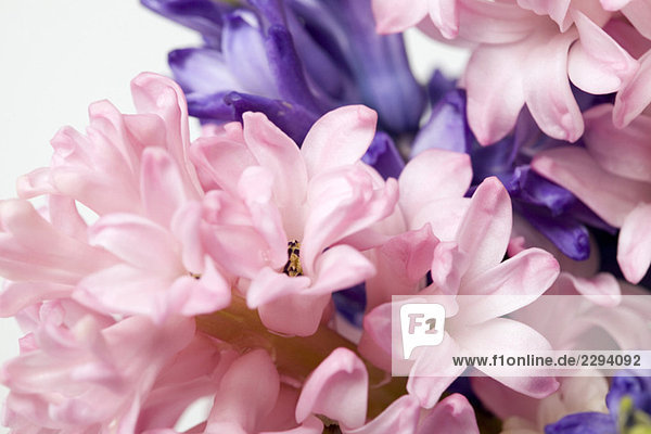 Hyazinthenblüten (Hyacinthus)  Nahaufnahme