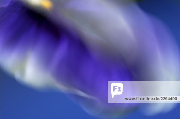 Blüte der Viola (Viola tricolor hortensis)  Detail