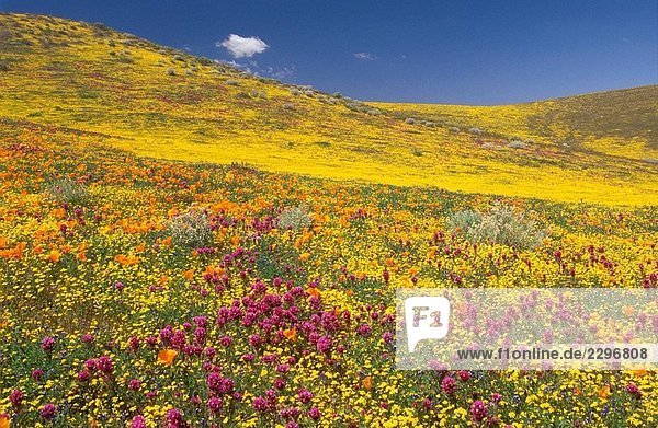 Blumenwiese mit Kalifornischer Mohn (Eschscholzia Californica) und Owl Klee  Antelope Valley  Kalifornien  USA