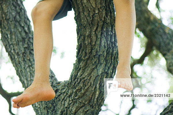 Kind im Baum sitzend  Beine baumelnd  Blickwinkel niedrig  beschnitten