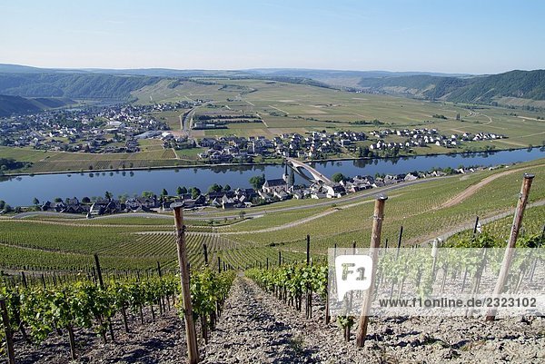 Weintraube Weinbaus im Weinberg  Piesport  Mosel  Rheinland-Pfalz  Deutschland