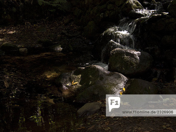 Strom  der durch Felsen im Wald  Garajonay Nationalpark  La Gomera  Kanaren  Spanien Garajonay Nationalpark