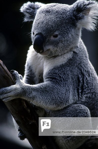 Australien  Koala (Phascolarctos Cinereus)