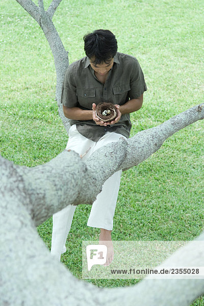 Mann im Baum sitzend  Vogelnest mit Eiern in den Händen haltend  nach unten schauend