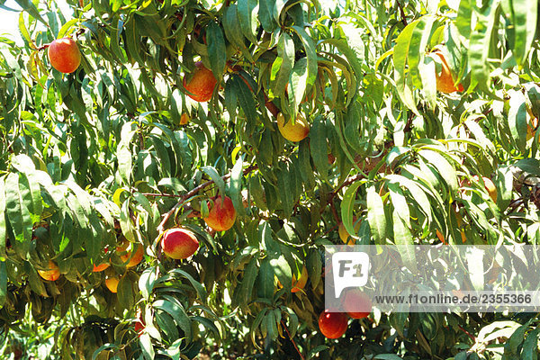 Pfirsiche am Baum  Nahaufnahme