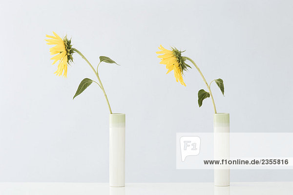 Gelbe Blumen in Vasen  Seitenansicht