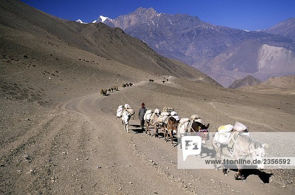 Nepal  Mustang Trek  Jomson trail