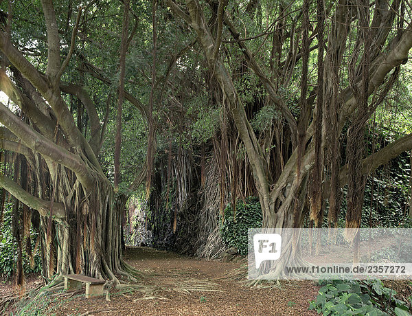 Weinender feige (Ficus Benjamina)  Allerton Gärten  Hawaii  USA