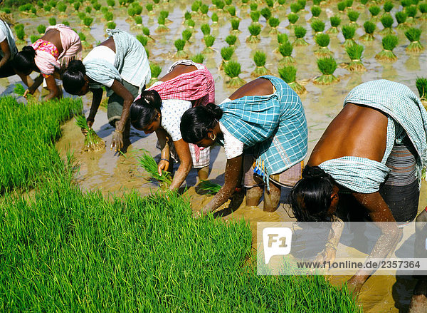 Frauen Pflanzen Reis  Bengal  Indien