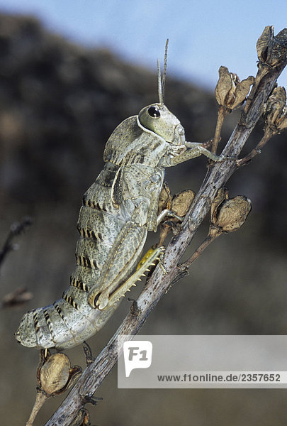 Italien  Sizilien  Insel Lampedusa  Grasshopper von Lampedusa - Pamphagus ortolanie