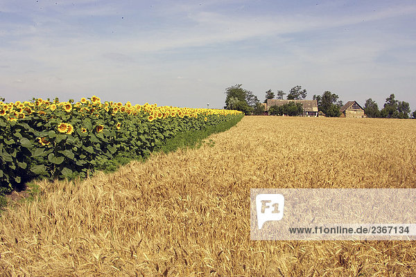 Europe  Hungary  farm and field of sunflower and wheat field in the area of Puszta