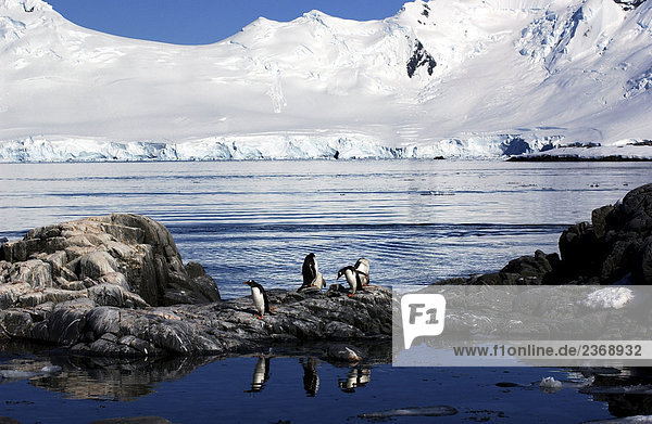 Eselspinguine (Pygoscelis Papua)  der Antarktischen Halbinsel