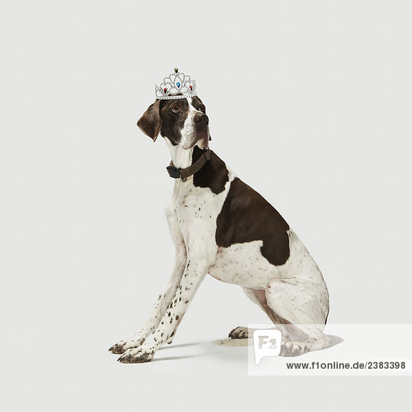 Hund sitzend mit Diadem auf dem Kopf