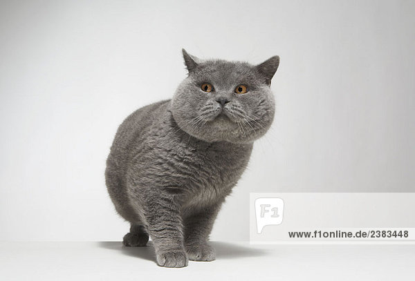 Portrait der großen grauen Katze