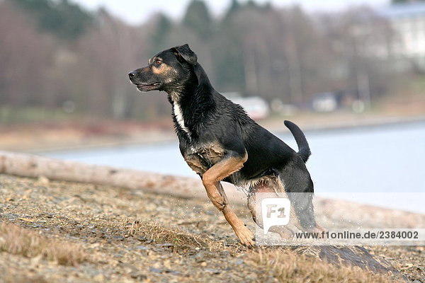 Hund am Flussufer