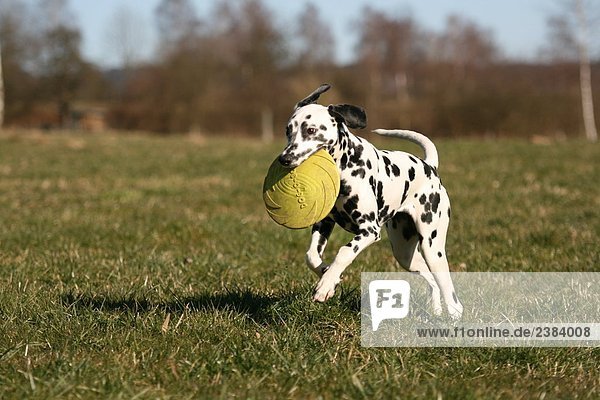 Dalmatinischen mit Frisbee im Maul