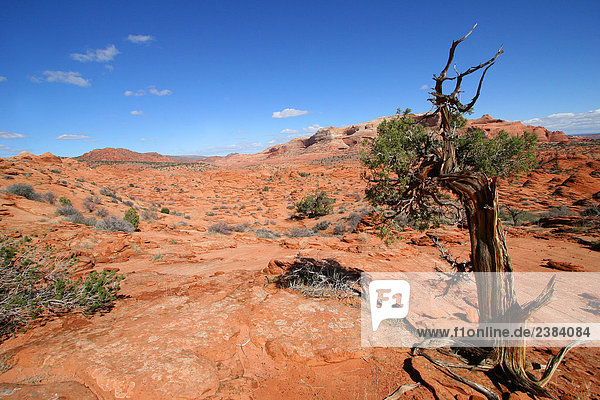 Felsformationen auf Landschaft  Vermillion Klippen  Coyote Buttes  Arizona  USA