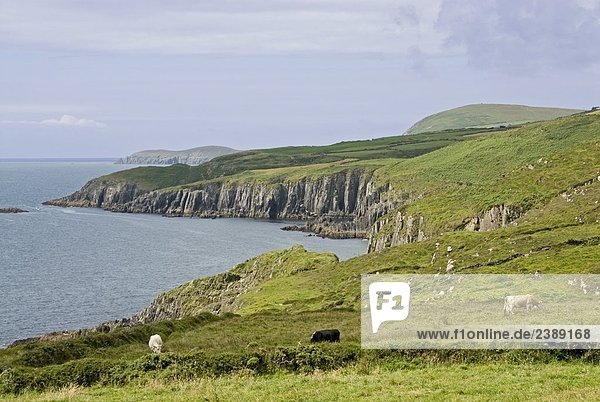 Erhöhte Ansicht der Küste  Beara Halbinsel  County Cork  Munster  Irland
