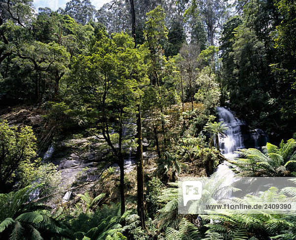 Ein Wasserfall im Regenwald  Australien