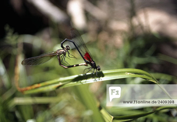 Zwei Damselflies bei der Paarung  Zion National Park  Utah  USA