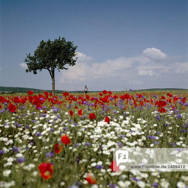 Eine entfernte Person steht auf einem Feld voller Wildblumen.