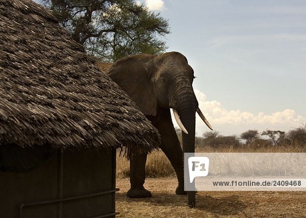 Ein Elefant, der neben einem strohgedeckten Gebäude läuft.