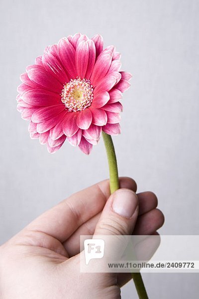 Menschliche Hand mit rosa Gerbera Daisy