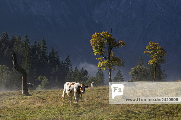 Österreich  Tirol  Karwendel  Kühe auf der Wiese
