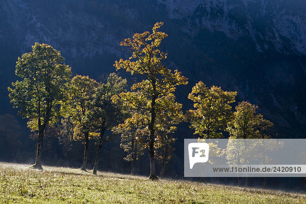 Österreich  Tirol  Karwendel  Feldahorn