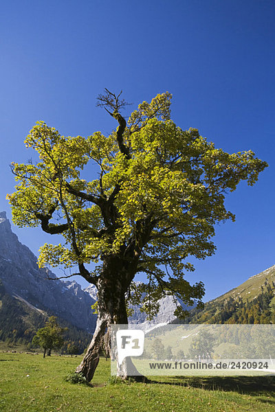 Österreich  Tirol  Karwendel  Feldahorn