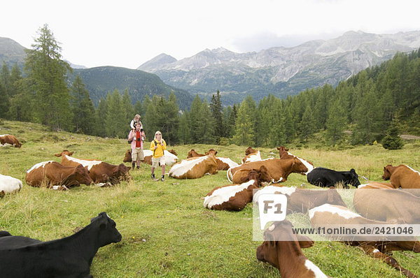 Österreich  Salzburger Land  Paar mit Sohn vorbei an Rinderherde