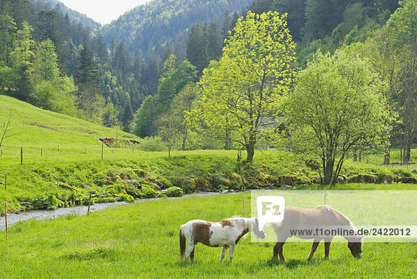 Germany  Schwarzwald  Hexenlochmühle  horses on pasture